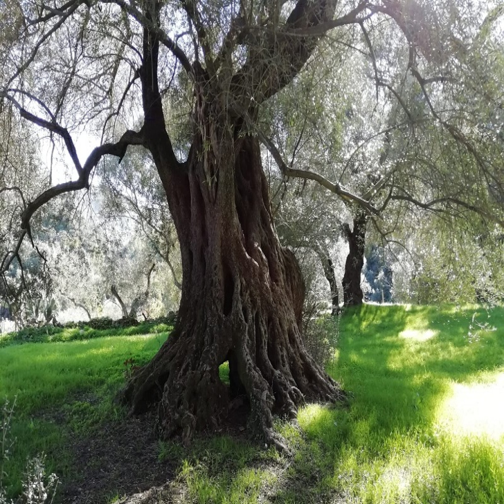 A Villacidro la VII Giornata delle Riserve Culturali: al centro gli ulivi secolari e un omaggio al grande botanico Ignazio Camarda